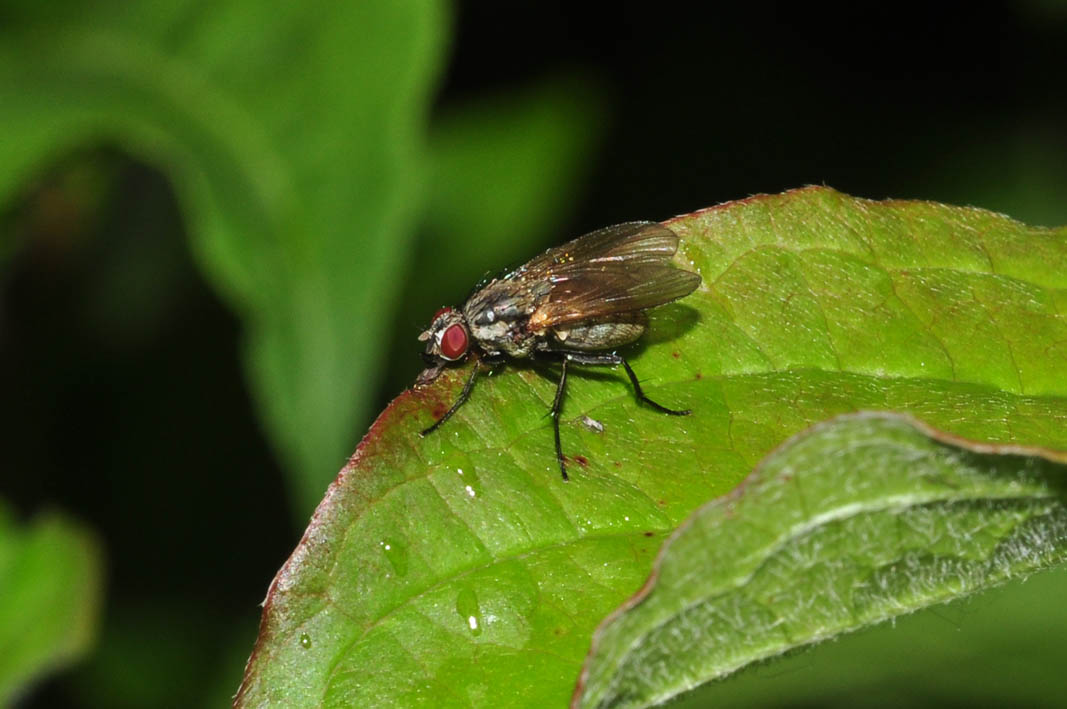 Anthomia liturata?